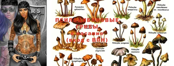 крисы Баксан