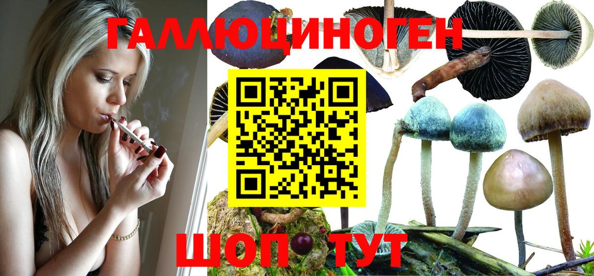 Галлюциногенные грибы Psilocybine cubensis  Гай 